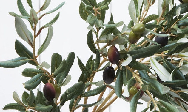 橄榄叶/果提取物 羟基酪醇 Hydroxytyrosol 5%、10%、20%